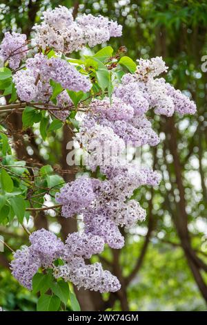 Schöne lilafarbene Blütenzweige auf grünem Hintergrund, natürlicher Frühlingshintergrund. Helle Blüten des Frühlings Flieder-Buschs. Frühlingsblau-Fliederblüten. Bouqu Stockfoto