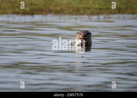 Glatt beschichteter Otter - Lutrogale perspicillata, Süßwasserotter aus Süd- und südostasiatischen Seen und Sümpfen, Nagarahole Tiger Reserve, Indien. Stockfoto