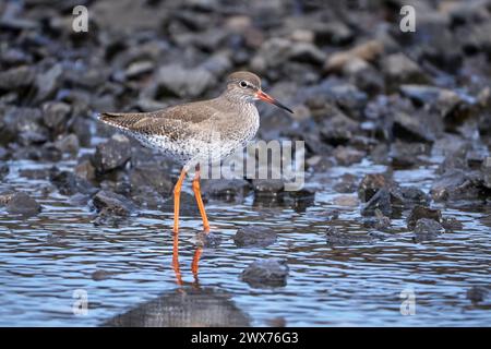 Gemeiner Rotschenkel (Tringa totanus), der im flachen, steinigen Wasser steht - Lanzarote Stockfoto