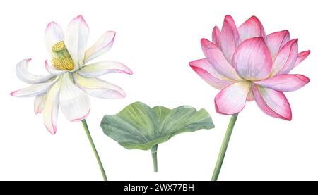 Weiße rosa Lotusblüten mit grünem Blatt. Zarte, blühende Wasserlilie. Aquarellabbildung. Handgezeichnete Blumenkomposition für Poster, Karten Stockfoto