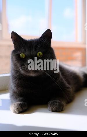 Graue britische Katze, die am Fenster liegt. Niedliches Kätzchen, das am Fenster sitzt Stockfoto