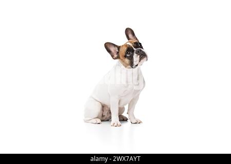 Entzückender reinrassiger Hund, französische Bulldogge sitzend und schauend mit Aufmerksamkeit isoliert auf weißem Studiohintergrund Stockfoto
