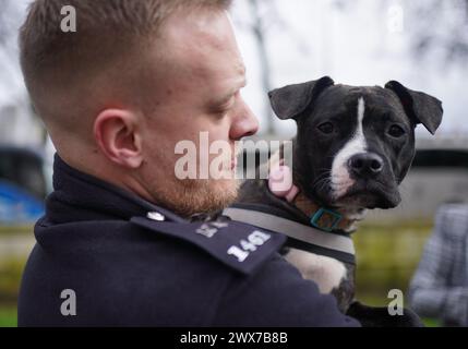 Staffie überquert Stella mit einem ihrer neuen Besitzer, dem Polizisten der Metropolitan Police Joe Allen, im New Scotland Yard im Zentrum von London. PC Allen und sein Partner, Detective Constable (DC) Jade Peirce adoptierten Stella, nachdem sie im Dezember verlassen, extrem unterernährt und medizinisch versorgt worden war. Bilddatum: Donnerstag, 28. März 2024. Stockfoto