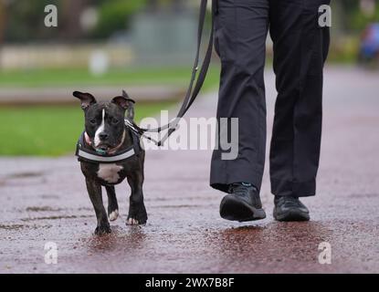 Staffie überquert Stella mit einem ihrer neuen Besitzer, dem Polizisten der Metropolitan Police Joe Allen, im New Scotland Yard im Zentrum von London. PC Allen und sein Partner, Detective Constable (DC) Jade Peirce adoptierten Stella, nachdem sie im Dezember verlassen, extrem unterernährt und medizinisch versorgt worden war. Bilddatum: Donnerstag, 28. März 2024. Stockfoto