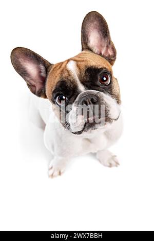 Blick von oben auf den entzückenden reinrassigen Hund, französische Bulldogge sitzend und nach oben blickend mit Aufmerksamkeit isoliert auf weißem Studiohintergrund Stockfoto