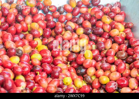 Nahaufnahme von frischem reifem kolumbianischen Kaffee Stockfoto