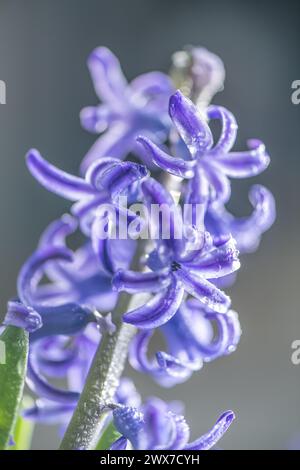 Nahaufnahme blaue, lila Hyazinthen im Frühling. Konzeptfrühling, Blüte, Erwachen Stockfoto