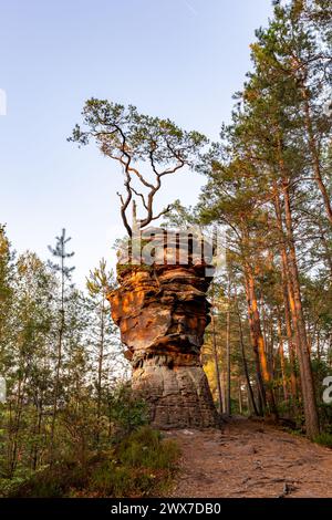 Roter Felsen mit Kiefernbaum in Dahner Rockland, Rheinland-Pfalz, Deutschland, Europa Stockfoto