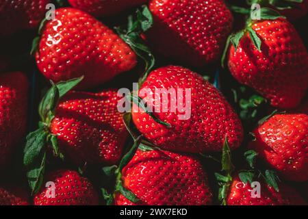 Hintergrund aus erntefrischen Erdbeeren direkt über Stockfoto