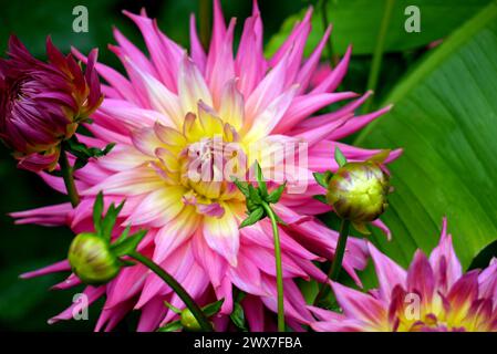 Einzelner großer rosafarbener Blumenkopf der Dahlia „Coral Jupiter“ (Giant Semi-Cactus), der bei RHS Garden Harlow Carr, Harrogate, Yorkshire, England, Großbritannien angebaut wird. Stockfoto