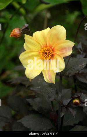 Einzelne gelbe Dahlia „Hadrian's Sunlight“ Blume, die in den Borders im RHS Garden Harlow Carr, Harrogate, Yorkshire, England, Großbritannien angebaut wird Stockfoto