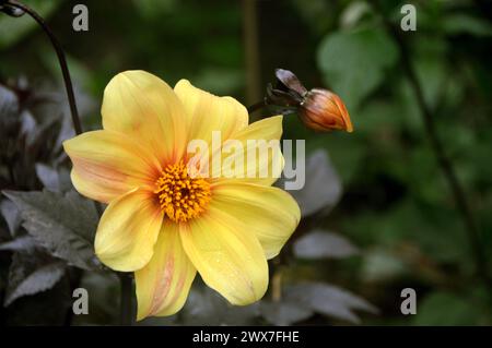 Einzelne gelbe Dahlia „Hadrian's Sunlight“ Blume, die in den Borders im RHS Garden Harlow Carr, Harrogate, Yorkshire, England, Großbritannien angebaut wird Stockfoto