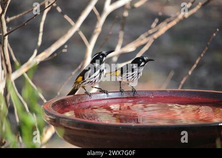 New Holland Honeyeaters (Phylidonyris novaehollandiae) an birdbath, South Australia Stockfoto