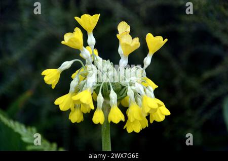 Einzelne gelbe Primula „Florindae“ (tibetischer Cowslip) Blume, die in den Borders bei RHS Garden Harlow Carr, Harrogate, Yorkshire, England, Vereinigtes Königreich angebaut wird. Stockfoto