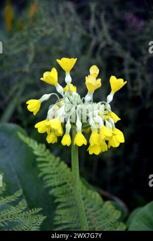 Einzelne gelbe Primula „Florindae“ (tibetischer Cowslip) Blume, die in den Borders bei RHS Garden Harlow Carr, Harrogate, Yorkshire, England, Vereinigtes Königreich angebaut wird. Stockfoto