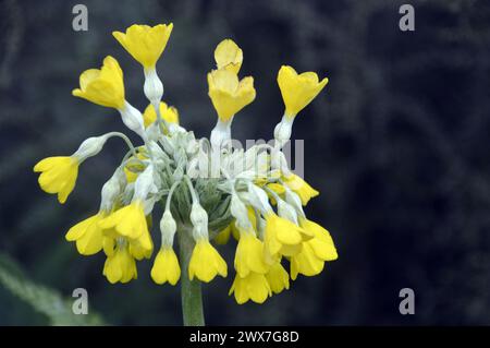 Einzelne gelbe Primula „Florindae“ (tibetischer Cowslip) Blume, die in den Borders bei RHS Garden Harlow Carr, Harrogate, Yorkshire, England, Vereinigtes Königreich angebaut wird. Stockfoto