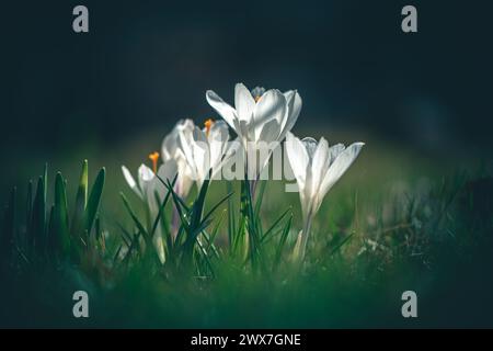 Blumen Krokusse in voller Blüte, weiße Farbe, wachsen auf dem Gras. Die ersten Frühlingsblumen in der Natur im Freien Stockfoto