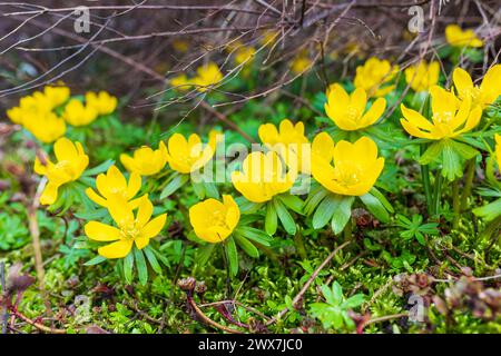 Winterling Eranthis hyemalis in Blüte *** Winterakonit Eranthis hyemalis in Blüte Stockfoto