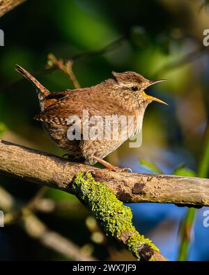 Wren Bird Stockfoto