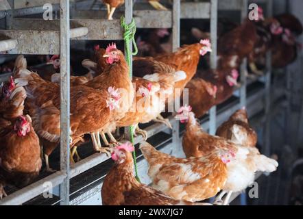 Wustermark, Deutschland. März 2024. Hühner der Rasse Lohmann Brown sitzen während des Besuchs des brandenburgischen Landwirtschaftsministers Vogel bei der Wustermarker Bio-EI GmbH. Die Tiere werden in mobilen Hühnerboxen gehalten, die von einem Traktor zum nächsten gezogen werden können. Das bedeutet, dass die Hühner immer dort sind, wo das Gras noch üppig ist und der Boden gesund ist. Quelle: Soeren Stache/dpa/Alamy Live News Stockfoto