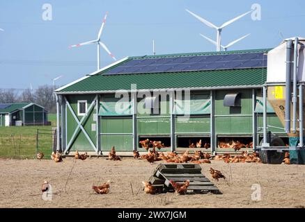 Wustermark, Deutschland. März 2024. Zwei der Hühnerställe der Wustermarker Bio-EI GmbH, aufgenommen während des Besuchs des brandenburgischen Landwirtschaftsministers Vogel. Die Tiere werden in mobilen Hühnerboxen gehalten, die von einem Traktor zum nächsten gezogen werden können. Das bedeutet, dass die Hühner immer dort sind, wo das Gras noch üppig ist und der Boden gesund ist. Quelle: Soeren Stache/dpa/Alamy Live News Stockfoto