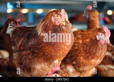 Wustermark, Deutschland. März 2024. Hühner der Rasse Lohmann Brown sitzen während des Besuchs des brandenburgischen Landwirtschaftsministers Vogel bei der Wustermarker Bio-EI GmbH. Die Tiere werden in mobilen Hühnerboxen gehalten, die von einem Traktor zum nächsten gezogen werden können. Das bedeutet, dass die Hühner immer dort sind, wo das Gras noch üppig ist und der Boden gesund ist. Quelle: Soeren Stache/dpa/Alamy Live News Stockfoto