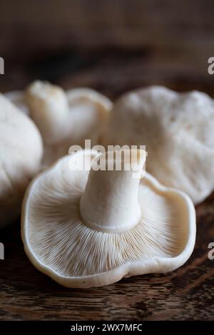 Calocybe gambosa erscheint von April bis Juni und trägt den gebräuchlichen Namen St George’s Mushroom. Es ist eine gute essbare Spezies. Stockfoto