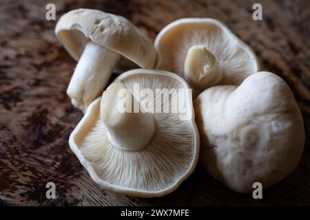 Calocybe gambosa erscheint von April bis Juni und trägt den gebräuchlichen Namen St George’s Mushroom. Es ist eine gute essbare Spezies. Stockfoto