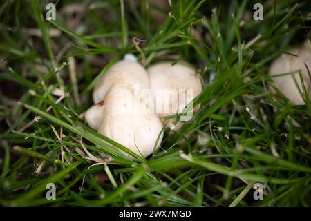 Calocybe gambosa erscheint von April bis Juni und trägt den gebräuchlichen Namen St George’s Mushroom. Es ist eine gute essbare Spezies. Stockfoto