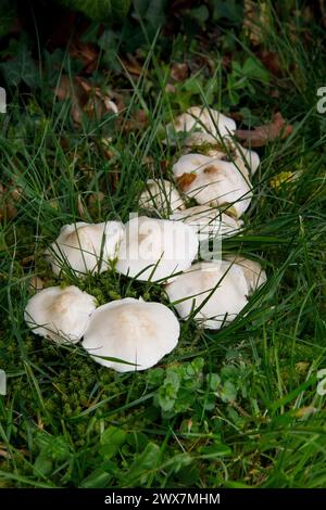 Calocybe gambosa erscheint von April bis Juni und trägt den gebräuchlichen Namen St George’s Mushroom. Es ist eine gute essbare Spezies. Stockfoto