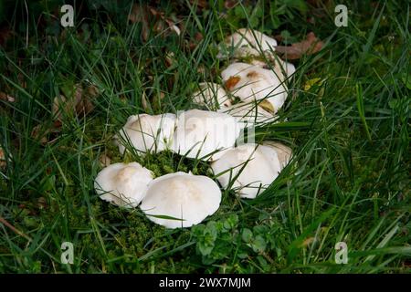 Calocybe gambosa erscheint von April bis Juni und trägt den gebräuchlichen Namen St George’s Mushroom. Es ist eine gute essbare Spezies. Stockfoto