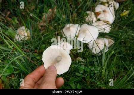 Calocybe gambosa erscheint von April bis Juni und trägt den gebräuchlichen Namen St George’s Mushroom. Es ist eine gute essbare Spezies. Stockfoto