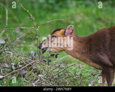 Nahaufnahme eines Muntjac, der Blätter im Wald isst Stockfoto
