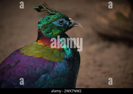 Kopf eines männlichen Himalaya Monal (Lophophorus impejanus) Stockfoto