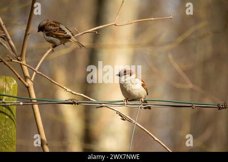 Spatzen sitzen auf einem Ast. Der eurasische Baumpatzen (Passer montanus) ist ein Passerinvogel aus der Familie der Spatzen Stockfoto