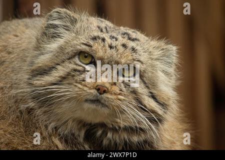 Porträt-Manul-Katze pallas Katze. Gesicht wilde Nad undomestic asiatische Katze. Kleine Beute vom Berg. Stockfoto