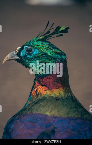 Männlicher Monal (Lophophorus impejanus) farbenfroher Vogel aus dem Himalaya Stockfoto