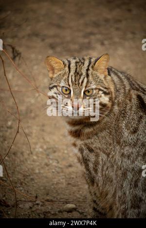 Wilde fernöstliche Waldkatze oder amurleopardenkatze Stockfoto