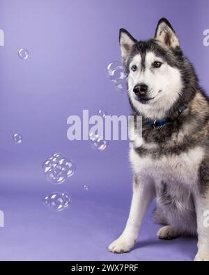 Ein schwarz-weißer sibirischer Husky auf einem lila Hintergrund, der mit Blasen spielt. Stockfoto