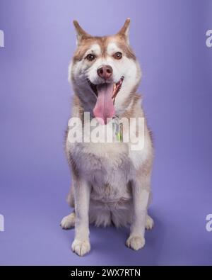 Ein bernsteinfarbenes sibirisches Husky-Weibchen mit hellbraunen Augen auf Lavendelhintergrund in einem Atelierporträt. Stockfoto