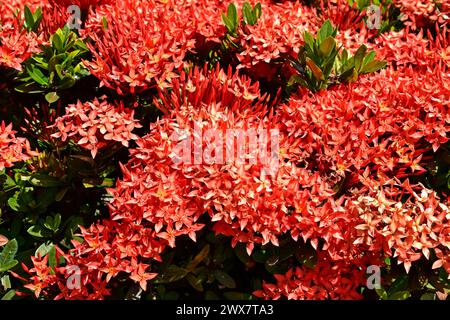 Dschungelgeranie oder Waldflamme (Ixora coccinea) im tropischen Garten Stockfoto