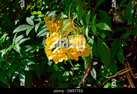 Gelbe Trompetenblüten (Tecoma stans), Ribeirao Preto, Sao Paulo, Brasilien Stockfoto