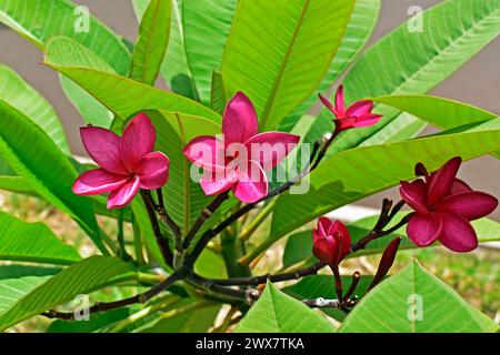 Rosafarbene Frangipani-Blüten (Plumeria rubra) im tropischen Garten Stockfoto