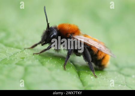 Natürliche farbenfrohe Nahaufnahme auf einer weiblichen Tawny-Bergbaubiene, Andrena fulva auf einem grünen Blatt Stockfoto