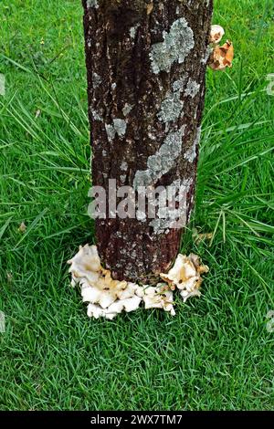 Pilze auf der Basis des Baumstamms Stockfoto