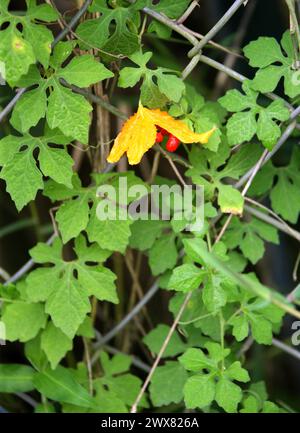 Bitter Melone, Balsambirne, Bitter Apfel, Bitter Gourd, Bitter Kürbis, Momordica charantia, Cucurbitaceae. Costa Rica. Stockfoto