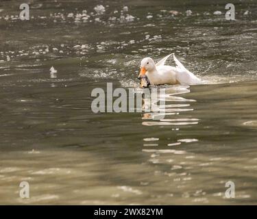 Ein Paar Enten paart sich im See Stockfoto