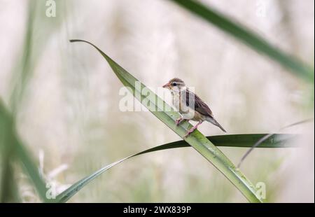 Baya Weaver.baya Weaver ist ein Weaverbird, der auf dem indischen Subkontinent und Südostasien zu finden ist. Stockfoto