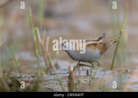 Der kleine Wasservogel (Zapornia parva) der Familie Rallidae in Italien Stockfoto