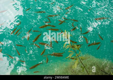 Viele Fische sammeln sich in den klaren Gewässern der Plitvicer Seen im Nationalpark Kroatiens Stockfoto